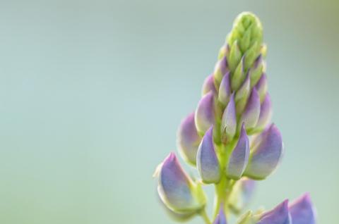 flor do tremoco flor do tremoço