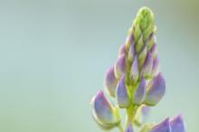 flor do tremoco flor do tremoço